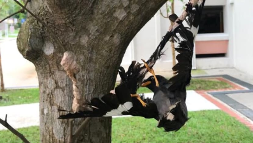 NParks investigating after mynah found glued to tree in Choa Chu Kang NParks investigating after mynah found glued to tree in Choa Chu Kang