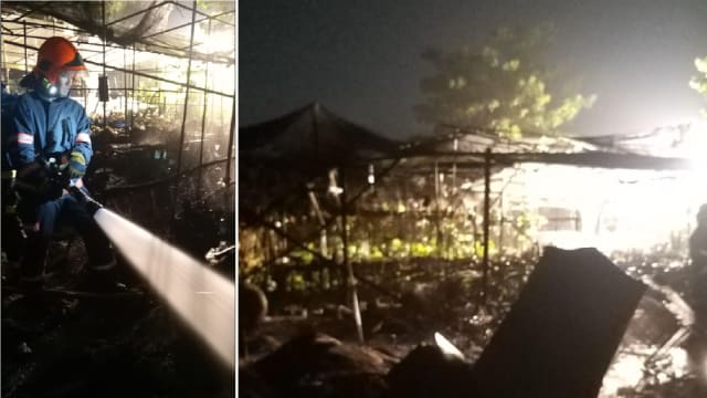 蔡厝港一苗圃发生火患 园内饲养的鸟死亡