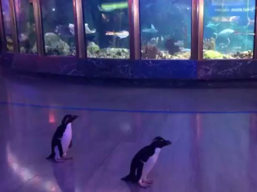 Locked down Chicago marine park opens doors for penguins to roam free