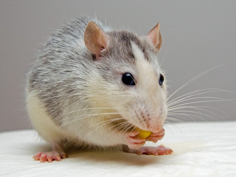 Chinese experimenters found cancers in mice responded to treatment after they were given a dose of a common parasite medication.