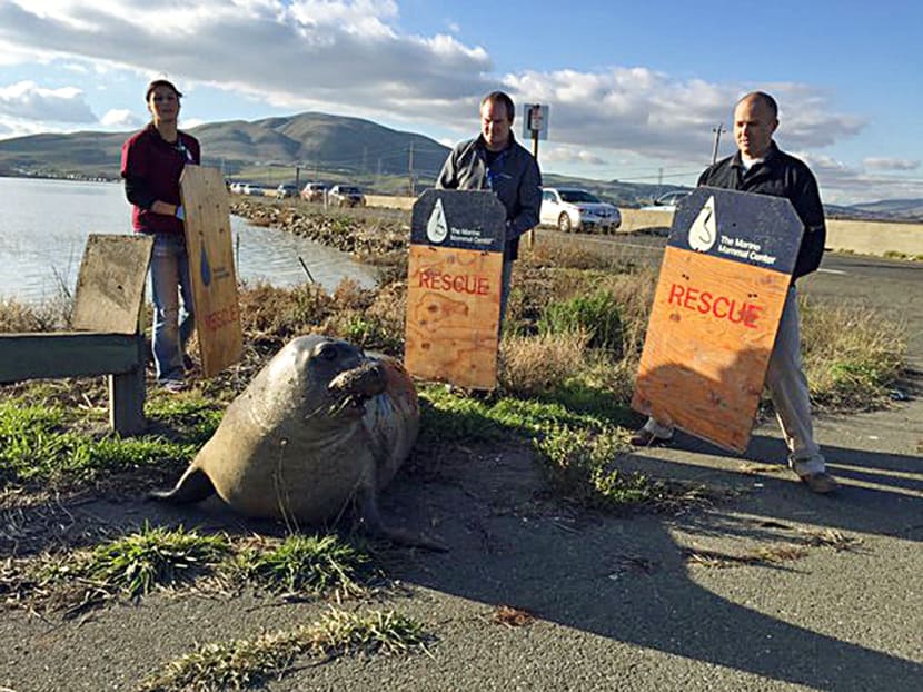 In this photo provided by the California Highway Patrol, wildlife experts from the Marine Mammal Center in Sausalito attempt to corral an elephant seal that repeatedly tried to cross a highway, slowing traffic on Dec 28, 2015. Photo: AP