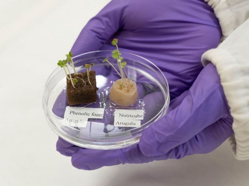 Keratin-based substrates being used to help plants grow. A gram of human hair can produce about three blocks of substrates of about 1.5cm by 1.5cm by 3cm, or the size of a small ice cube. Keratin-based substrates being used to help plants grow. A gram of human hair can produce about three blocks of substrates of about 1.5cm by 1.5cm by 3cm, or the size of a small ice cube.