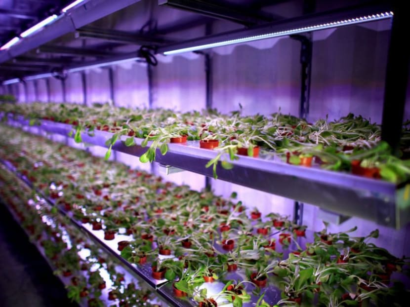 An indoor hydroponic growing system in Singapore. Photo: Reuters