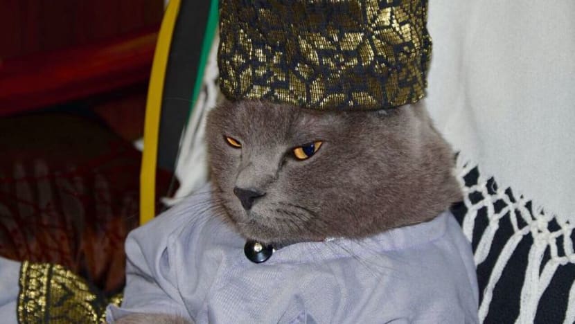 Kucing paling kacak dan segak Singapura lengkap berbaju Melayu pada Hari Raya Kucing paling kacak dan segak Singapura lengkap berbaju Melayu pada Hari Raya