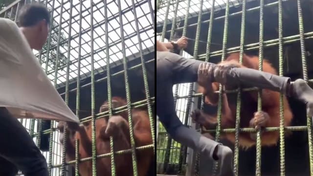 越过围栏拍视频嘲弄红毛猩猩　男子被“抱大腿”难以挣脱
