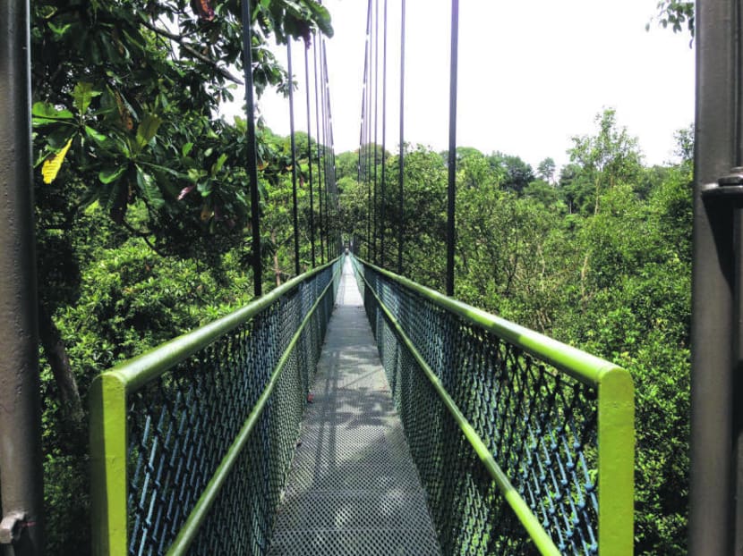 The Central Catchment Nature Reserve is home to attractions like the HSBC Tree Top Walk. Photo: Kok Xing Hui