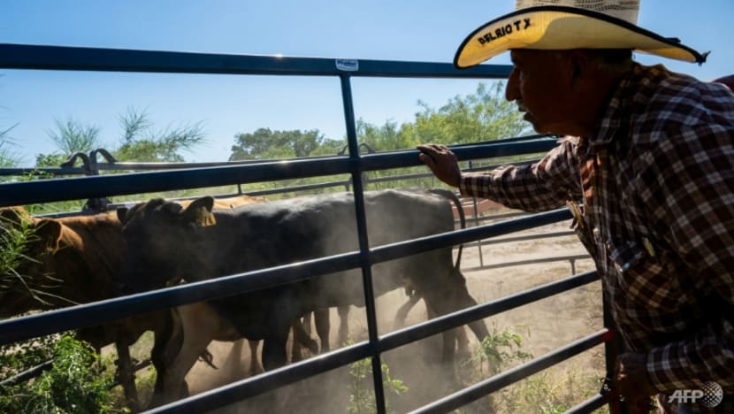 Steaks running high: Drought and shrinking herds push US beef prices through the roof