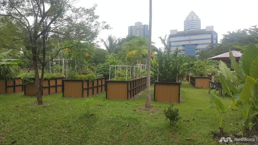 More than 280 new allotment gardening plots at 4 parks open for application on Nov 29 More than 280 new allotment gardening plots at 4 parks open for application on Nov 29