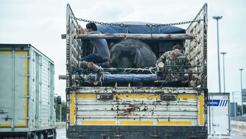 Beasts of burden: A young elephant's journey to salvation Beasts of burden: A young elephant's journey to salvation