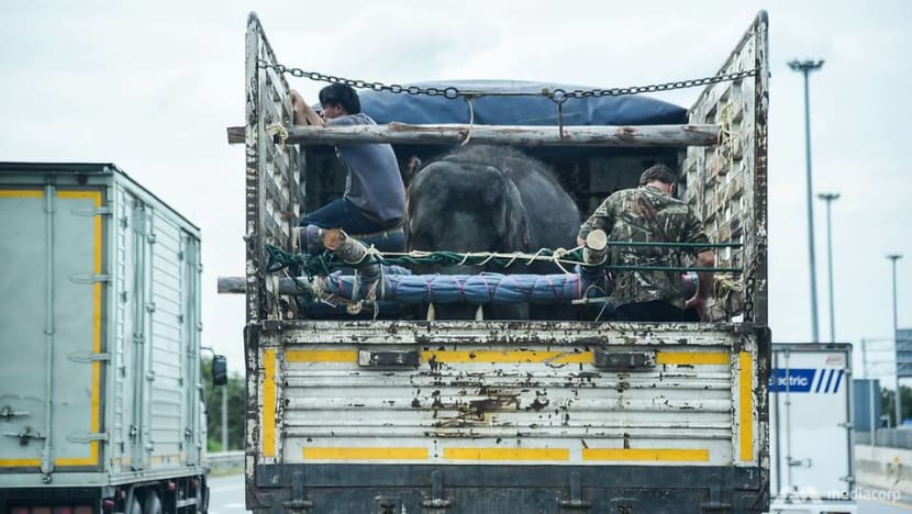 Beasts of burden: A young elephant's journey to salvation