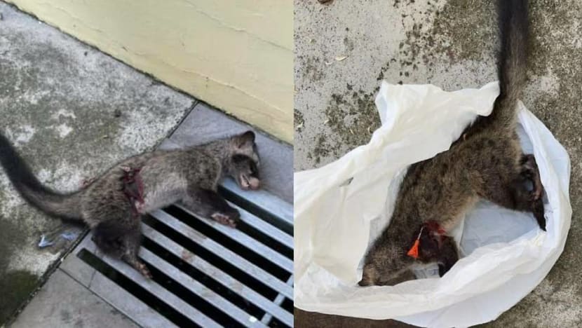 Blow dart found in dead civet in Kembangan residence