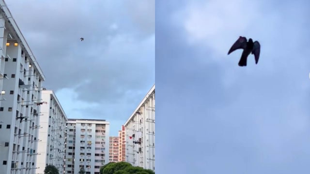 鸟儿“冻结”半空中 网民拍到奇景误以为是风筝