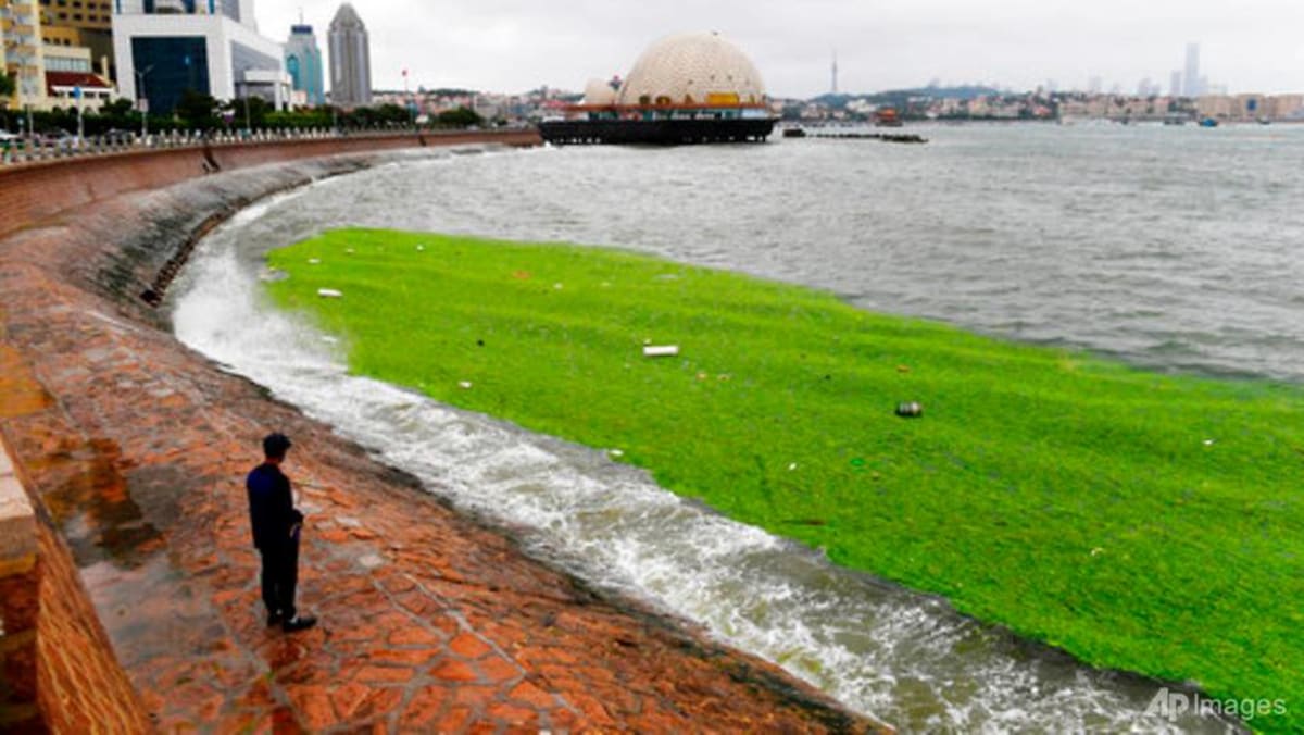 China algae sale bloom