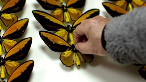 Undercover Asia - Inside The Exotic Butterfly Trade