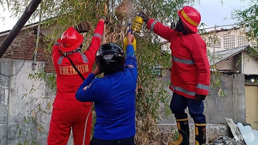 Angry hornets kill 3 in Indonesia Angry hornets kill 3 in Indonesia