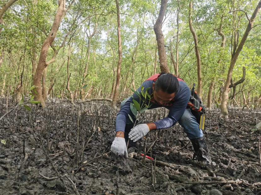 Malaysia's mangrove-planting fishermen stumble at nature finance hurdle