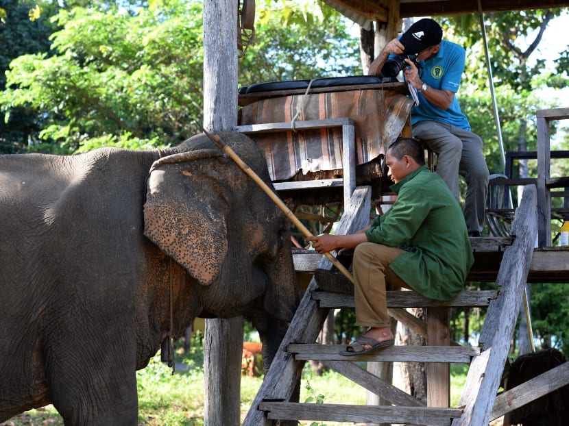 Survival of the unfittest: Vietnam’s disappearing elephants