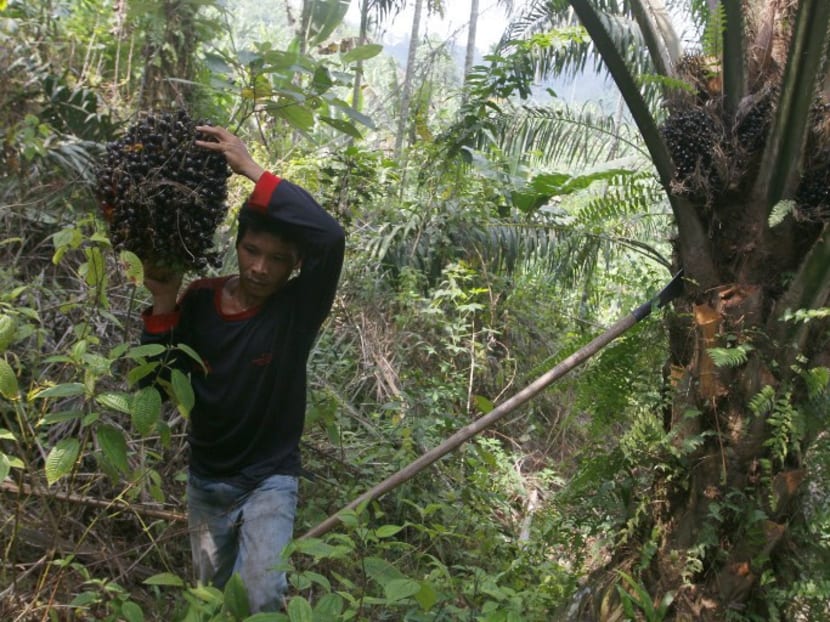 A plantation worker harvesting fruit from oil palm trees at Suka Dame village in Deliserdang, Indonesia's North Sumatra province. Photo: AFP