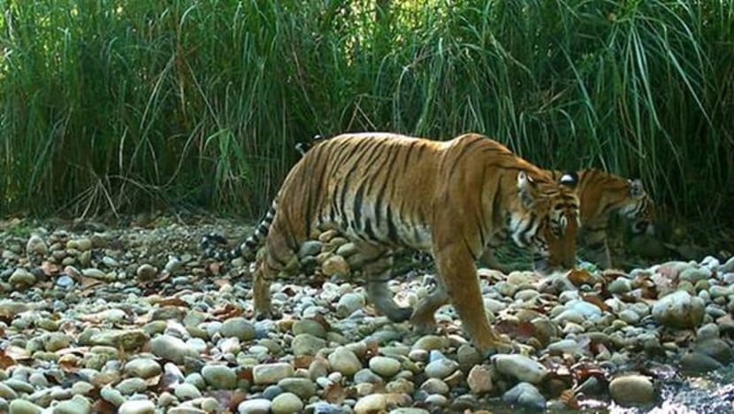 Jumlah harimau liar naik hampir seganda di Nepal