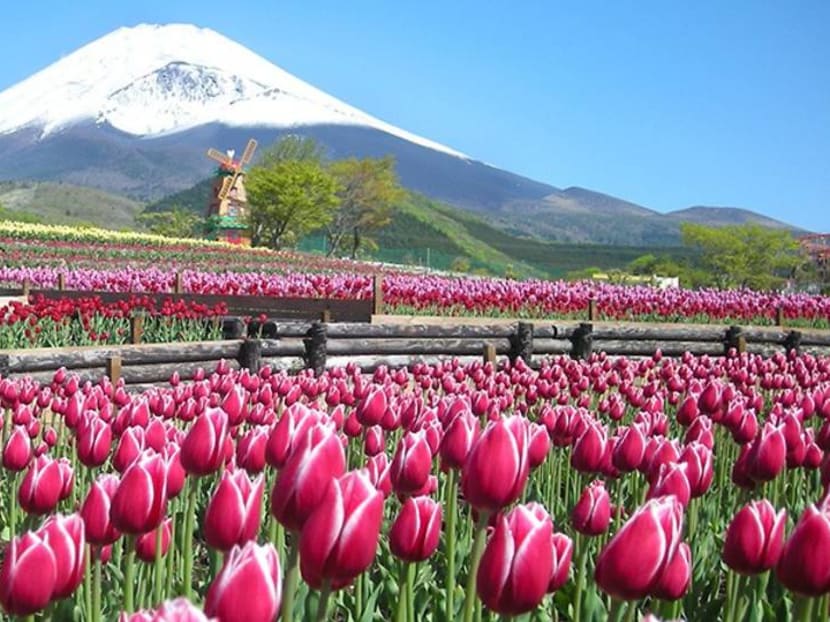 Mount Fuji's annual tulip festival to begin next week Mount Fuji's annual tulip festival to begin next week