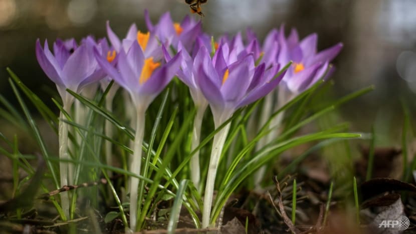 EU eyes more help for shrinking bee populations EU eyes more help for shrinking bee populations