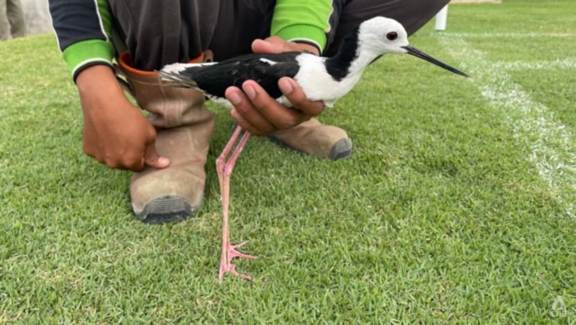  Indonesia’s largest stadium turns to shorebirds to maintain grass turf