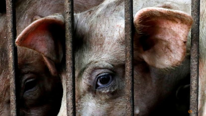 African swine fever outbreak spreading widely in Vietnam African swine fever outbreak spreading widely in Vietnam