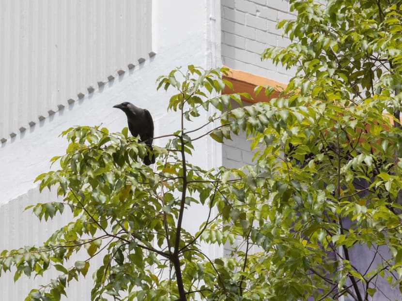 A crow on a tree near Block 110 Bishan Street 12, pictured on Feb 19, 2023.