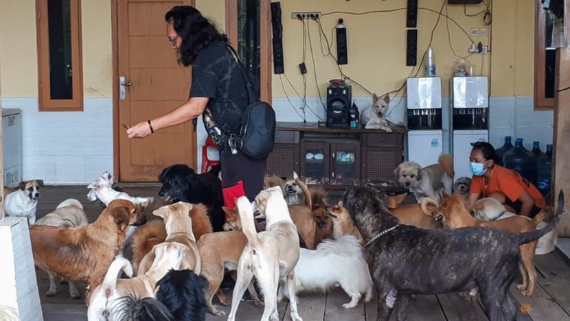 Indonesia animal lovers help pets left behind by COVID-19