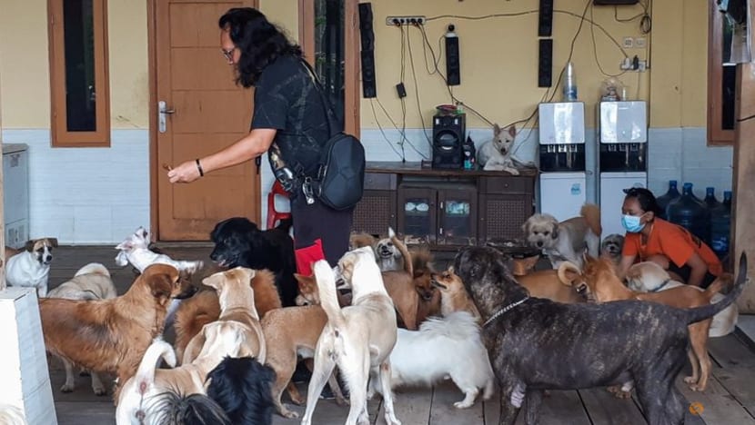 Indonesia animal lovers help pets left behind by COVID-19 Indonesia animal lovers help pets left behind by COVID-19