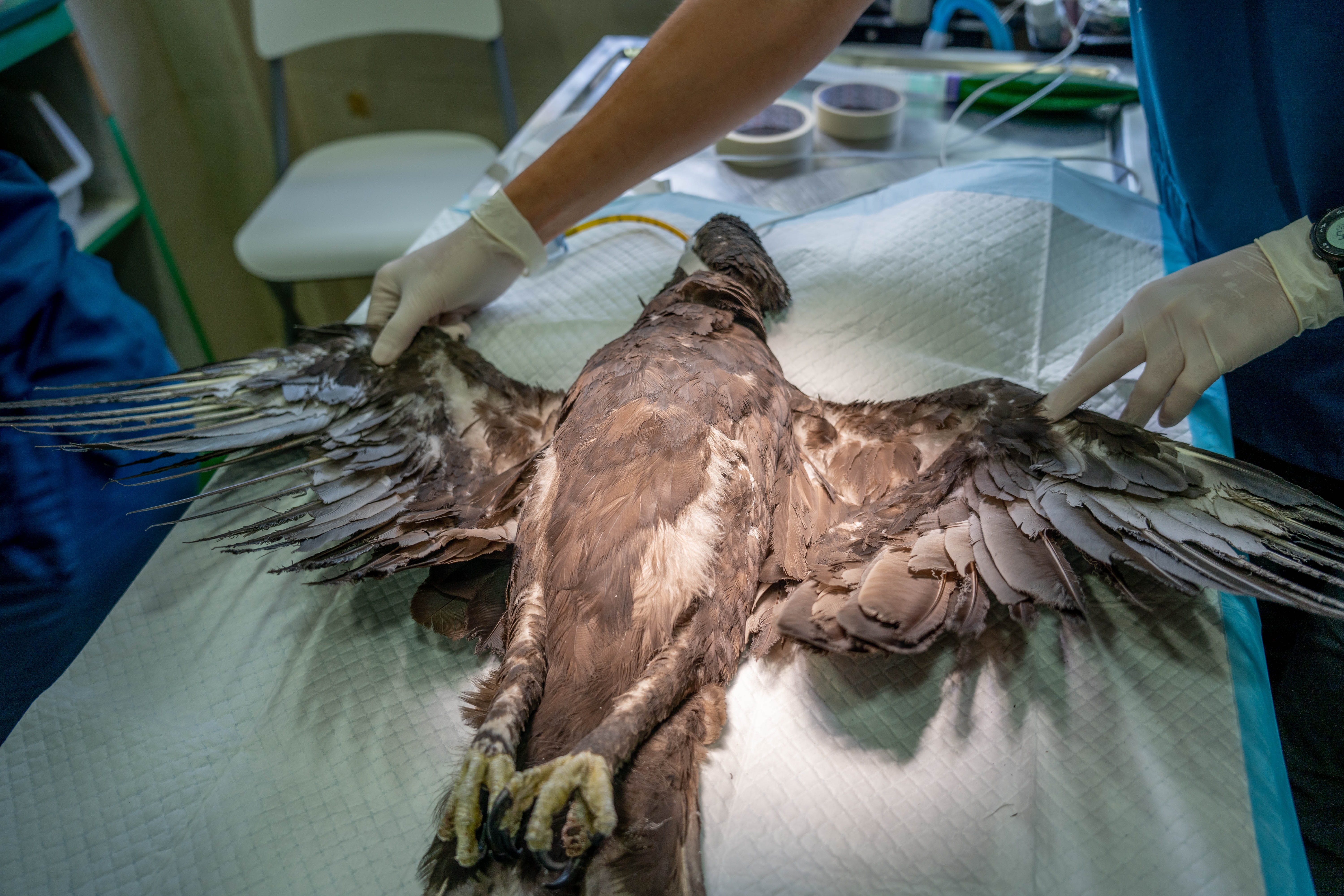 Injured eagle released into the wild after vets use bamboo chopsticks