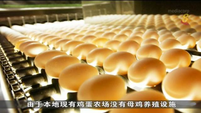 日本最大鸡蛋产商在我国建四设施 保障我国粮食安全