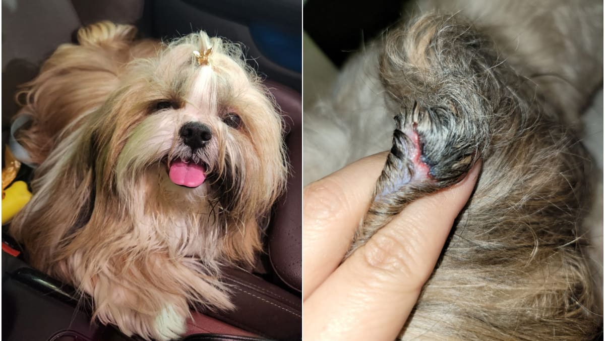 Singapore pet owners, businesses call for more regulation after ‘way too many incidents’