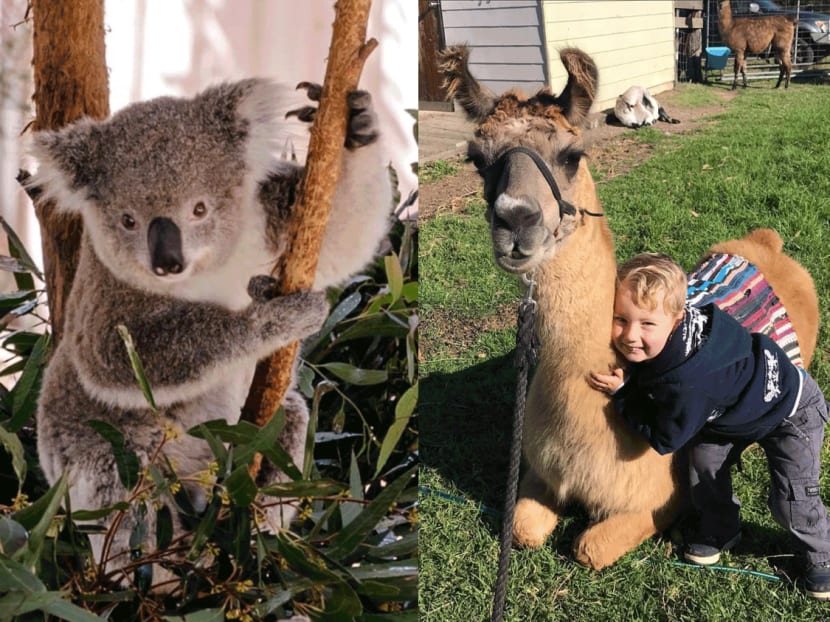 Koalas, farmstays, waterparks: Here’s how you do family bonding time on your Sydney holiday Koalas, farmstays, waterparks: Here’s how you do family bonding time on your Sydney holiday
