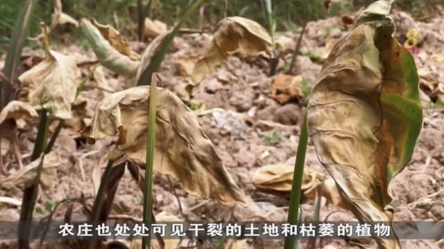 中国农业受旱灾影响 产量减少粮食价格或上升