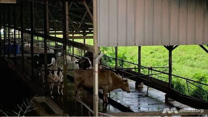 ‘Pencarian intensif' lembu jantan terlepas di Lim Chu Kang dihentikan