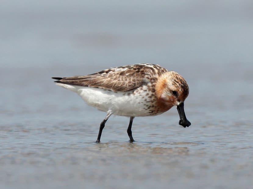 The critically endangered Spoon-billed Sandpiper. Photo courtesy Michelle Wong
