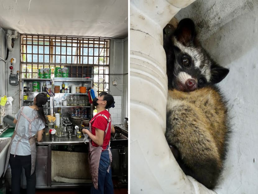 A juvenile common palm civet, nocturnal by nature and rarely seen outside of forests and mangroves, was sighted at a coffee shop in Queenstown on Nov 11, 2022.