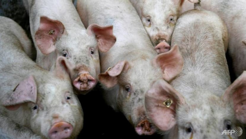 Resumption of live pig exports from Indonesian island could take up to a year: SFA Resumption of live pig exports from Indonesian island could take up to a year: SFA