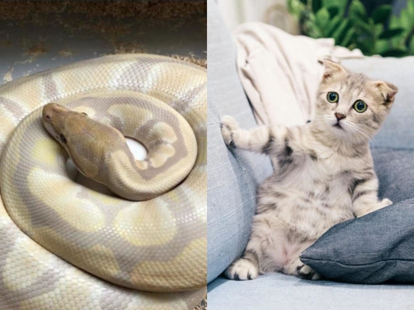 A photo of a pet snake (left) posted by a Twitter user who was seemingly looking online for kittens to adopt and turn into meals for the snake.