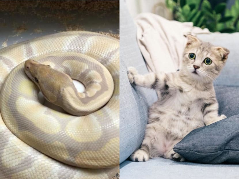 A photo of a pet snake (left) posted by a Twitter user who was seemingly looking online for kittens to adopt and turn into meals for the snake. A photo of a pet snake (left) posted by a Twitter user who was seemingly looking online for kittens to adopt and turn into meals for the snake.