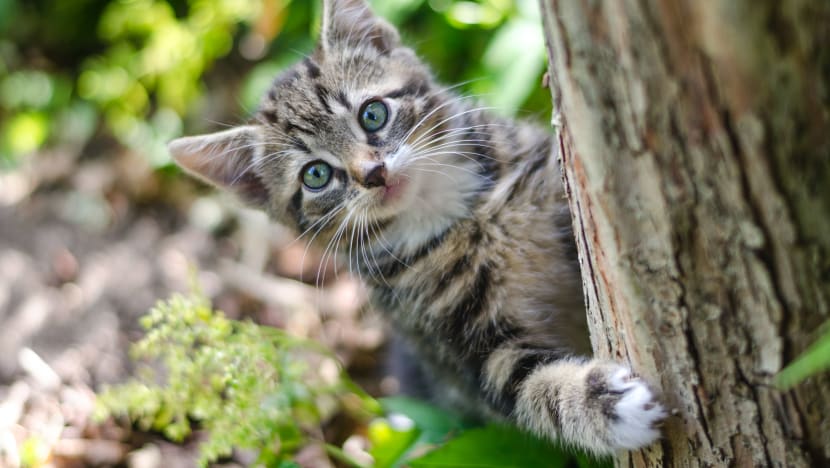 1 wanita, 2 lelaki didakwa abaikan 13 kucing dalam kes berasingan 1 wanita, 2 lelaki didakwa abaikan 13 kucing dalam kes berasingan