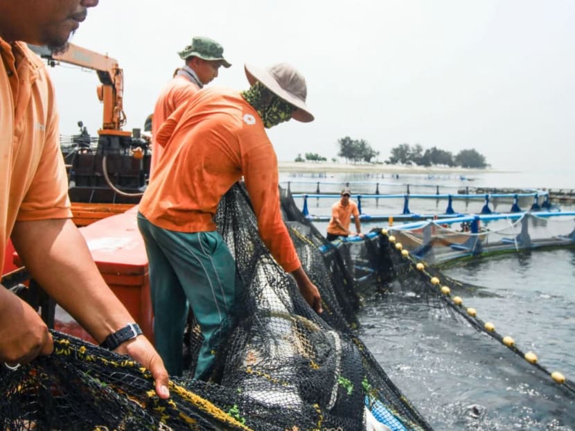 Workers from Barramundi Asia harvesting fish from the farm's sea enclosures. Workers from Barramundi Asia harvesting fish from the farm's sea enclosures.