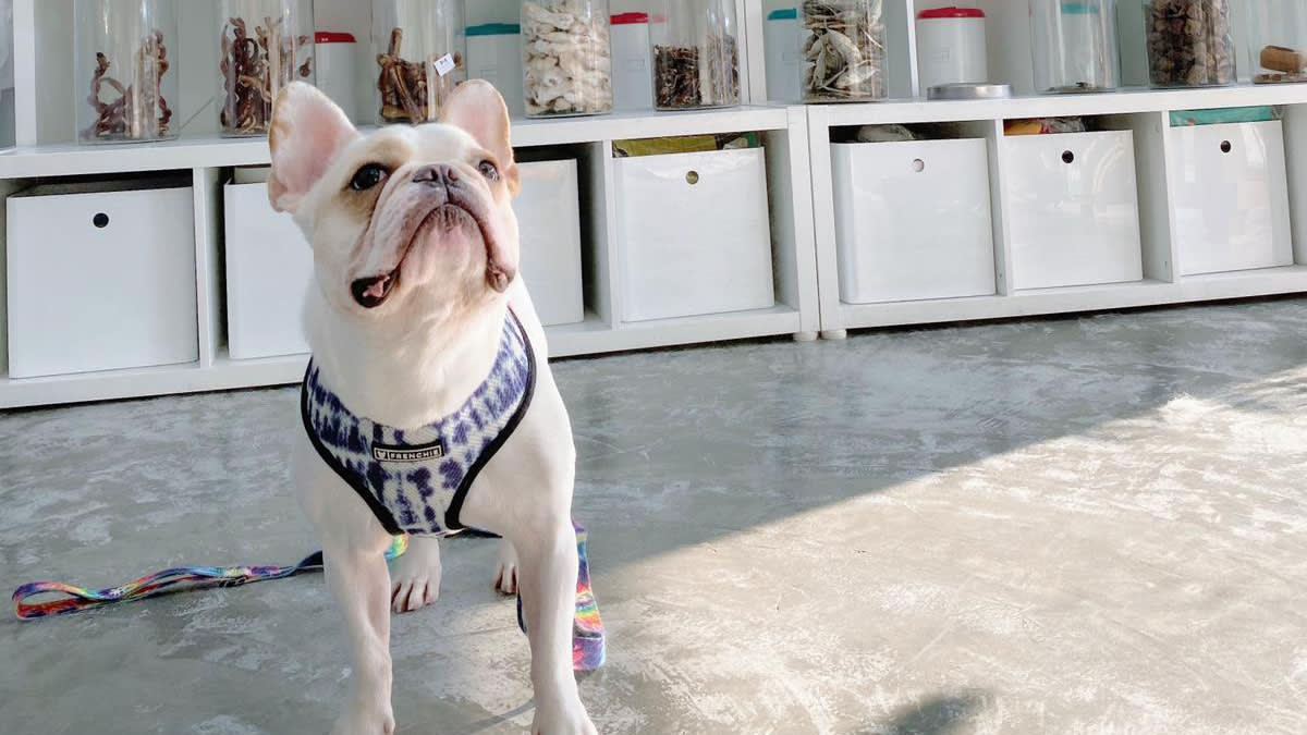 Online Pet Shops In Singapore To Buy Your Furkids' Essentials From During The Circuit Breaker Online Pet Shops In Singapore To Buy Your Furkids' Essentials From During The Circuit Breaker