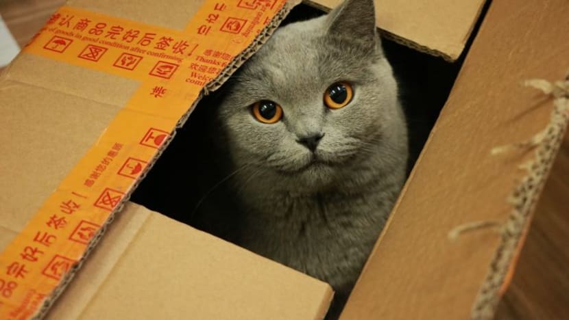 Kenapa kucing begitu suka sekali dengan kotak? Ini jawapannya...