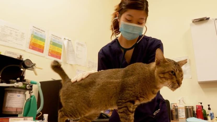 ‘Ibarat haiwan peliharaan saya sendiri': Doktor klinik SPCA sangkal dakwaan tentang eutanasia