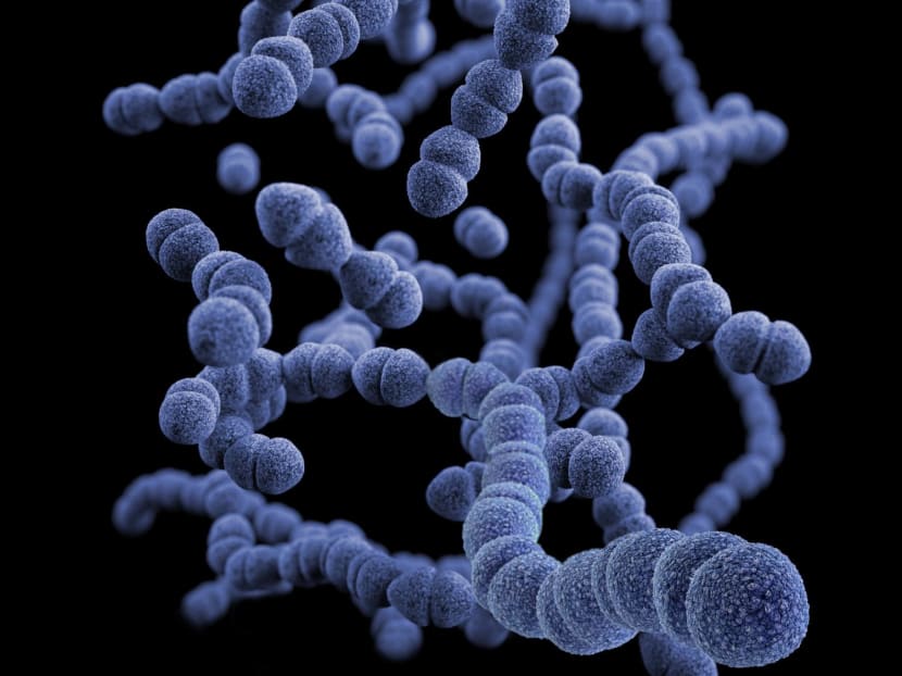 Illustration of a group of Streptococcus pneumoniae bacteria. Illustration of a group of Streptococcus pneumoniae bacteria.