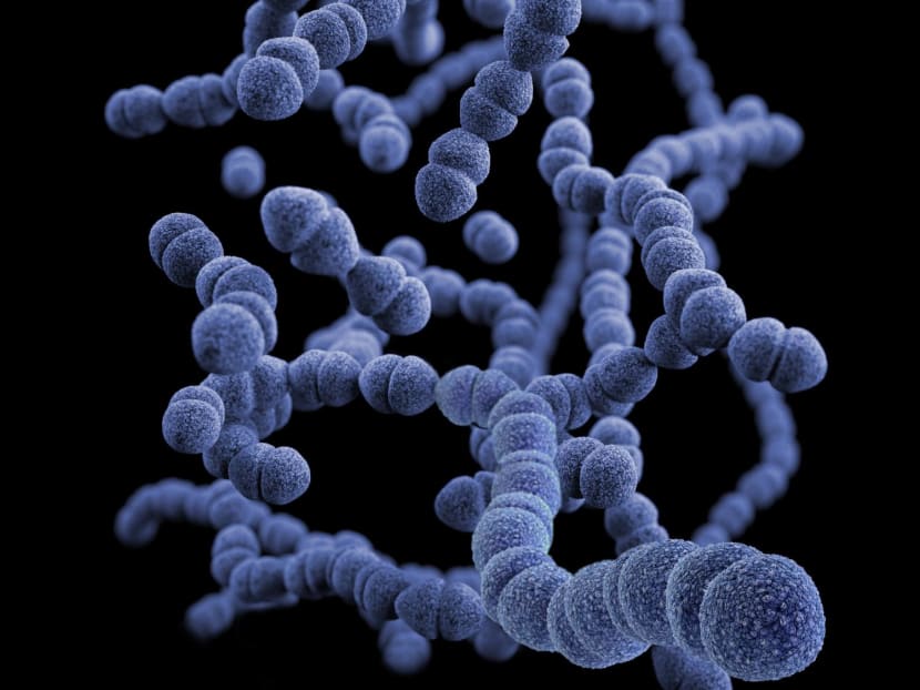 Illustration of a group of Streptococcus pneumoniae bacteria.