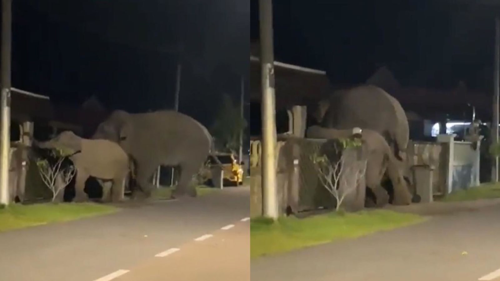 Elephants enter housing area in Malaysia, sparking panic among residents thumbnail