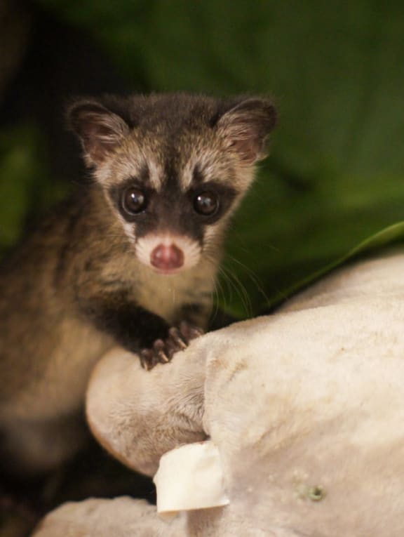 Seen more civets in your neighbourhood recently? Experts say it could be a good thing